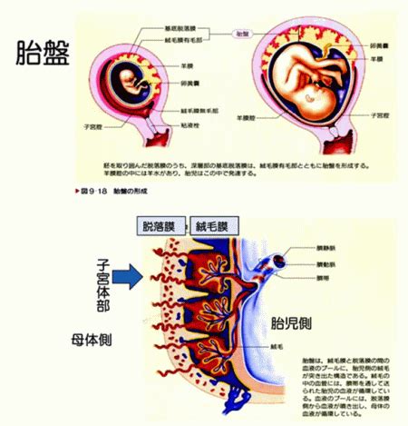 胎盤形成時期|【助産師監修】胎盤の役割とは？ 構造とはたらき、つくられる時期